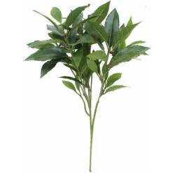 Alloro, Ramo Con 74 Foglie Verdi