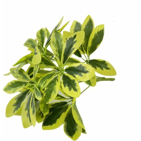 Schefflera Variegata, Foglie 49, Cm 40