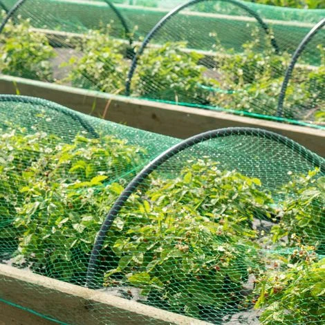 Rete Di Protezione Anti Uccelli In Polietilene 2x10m Maglia 15x15mm Resistente A Raggi UV - immagine 3