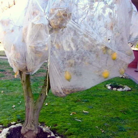 Telo Tessuto Non Tessuto Cappuccio - - immagine 3