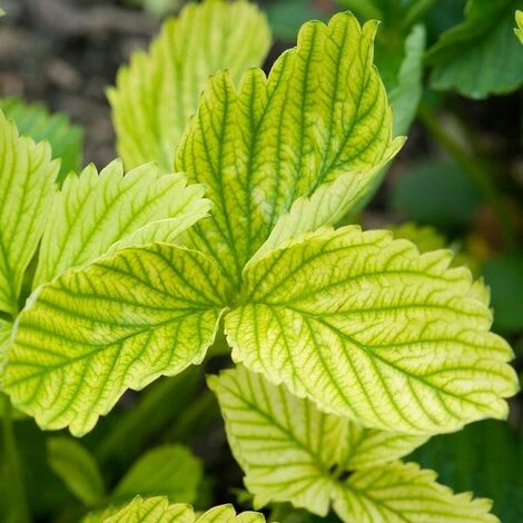 CONCIME Riverdente CHELATO DI FERRO Ingiallimento Foglia KIRON PLUS 1 KG GREEN - immagine 2