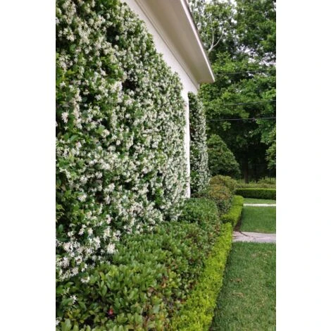 Gelsomino Falso "Rhyncospermum Jasminoides" Pianta In Vaso Da 2 Lt H. 100/150 Cm Con Canna - immagine 3