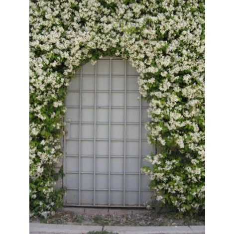 Gelsomino Falso "Rhyncospermum Jasminoides" Pianta In Vaso Da 2 Lt H. 100/150 Cm Con Canna - immagine 4