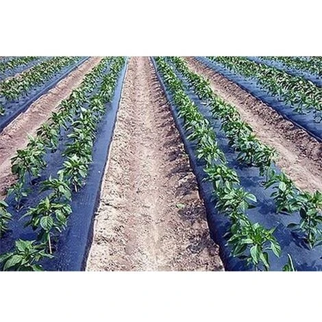 TELO FILM PACCIAMATURA BOBINA DA 100 M FORI SFALSATI 40x40 Cm LARG. 1 M - immagine 2