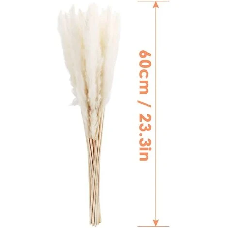 MINKUROW 30 Pz Erba Di Pampa, Erba Di Pampa Naturale Erba Di Pampa Essiccata Erba Phragmites Mazzo Di Fiori Secchi Decorazione Della Casa - immagine 5