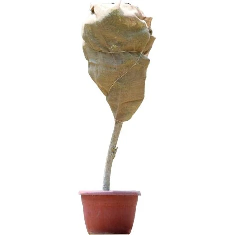 ZOLGINAH Tela, Ca. 100 X 200 Cm, Ca. 230 Gsm, Colore Naturale - immagine 2