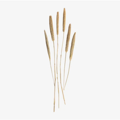 SKLUM Bouquet Decorativo Koty Beige Crema