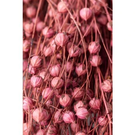 SKLUM Mazzo Di Fiori Secchi Decorativi Bairad Prugna Rosa - immagine 5