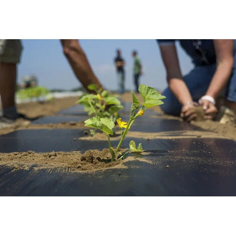TELO BIO FILM PACCIAMATURA BIODEGRADABILE BOBINA DA 1000 M NON FORATO LARG. 1 METRO PER ORTO E GIARDINO - immagine 3
