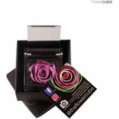 Flowercube Rosa Cm 6x6 - Lilla