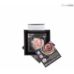 Flowercube Rosa Cm 6x6 - Rosa Pastello