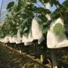 100 Pezzi Giardino Uva Frutta Sacchetti Di Protezione Frutta Foresta Verdure Aiuola Fiori Rete Antiparassitaria Sacchetti Rete Isolante Per Insetti Sacchetti Barriera (200 300mm, Bianco)