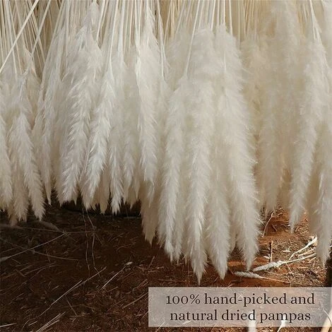 Set Di Erba Di Pampas Essiccata Di 30, 43cm Decorazione Vaso Di Fiori Secchi Artificiali, Decorazione Di Erba Di Pampas E Fiori Secchi, Erba Di Pampas Naturale, Erba Di Pampas Essiccata, Canne Essicca - immagine 4