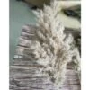 20 Pezzi Di Erba Di Pampas Secca Piccola Decorazione Naturale Phragmites Communis Bouquet Di Fiori Da Sposa Reale