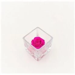 Cubo Fondo Pietra Con Rosa Cm 6x6 - Fucsia
