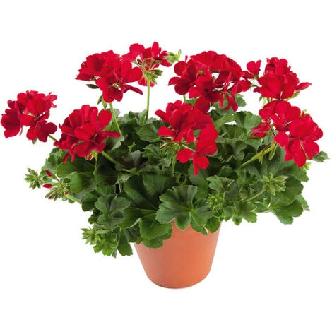 MULTI CONCIME UNIVERSALE Lenta Cessione GRANULARE 10Kg Green Per Tutte Le Piante - immagine 3